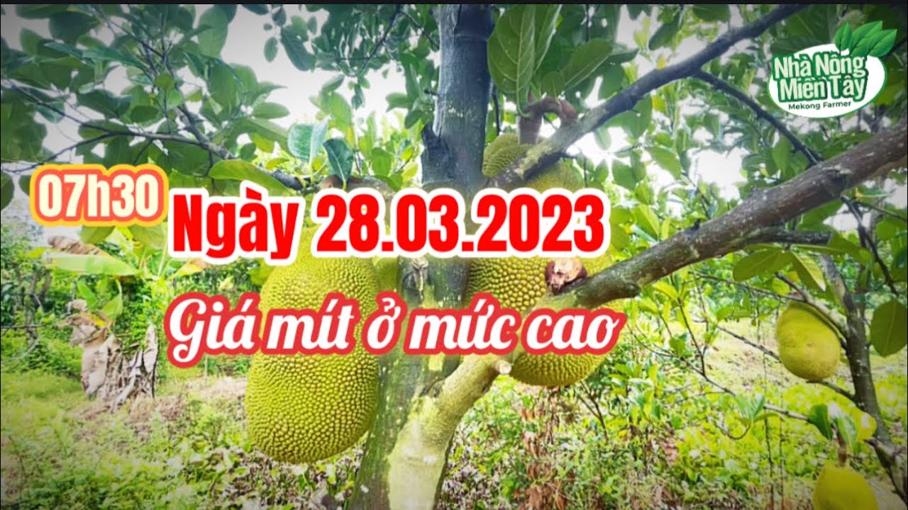 red-fleshed jackfruit prices