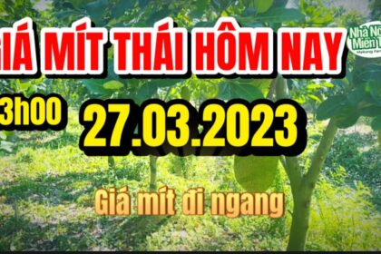 Thai jackfruit prices today