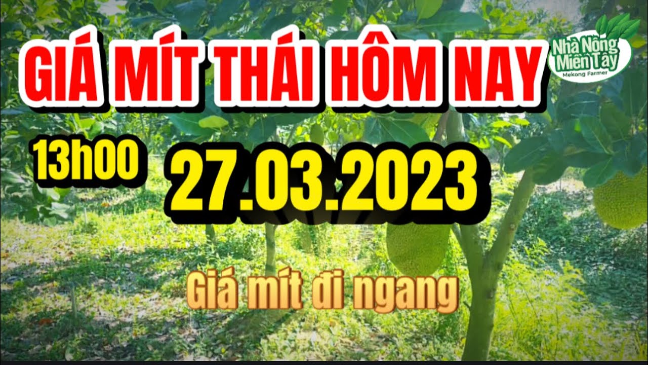 Thai jackfruit prices today