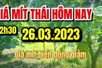 Thai jackfruit prices today