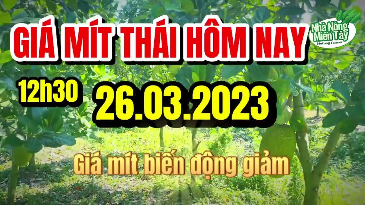 Thai jackfruit prices today