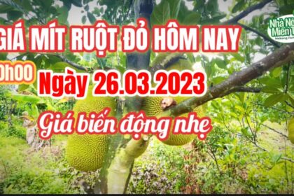 red-fleshed jackfruit prices