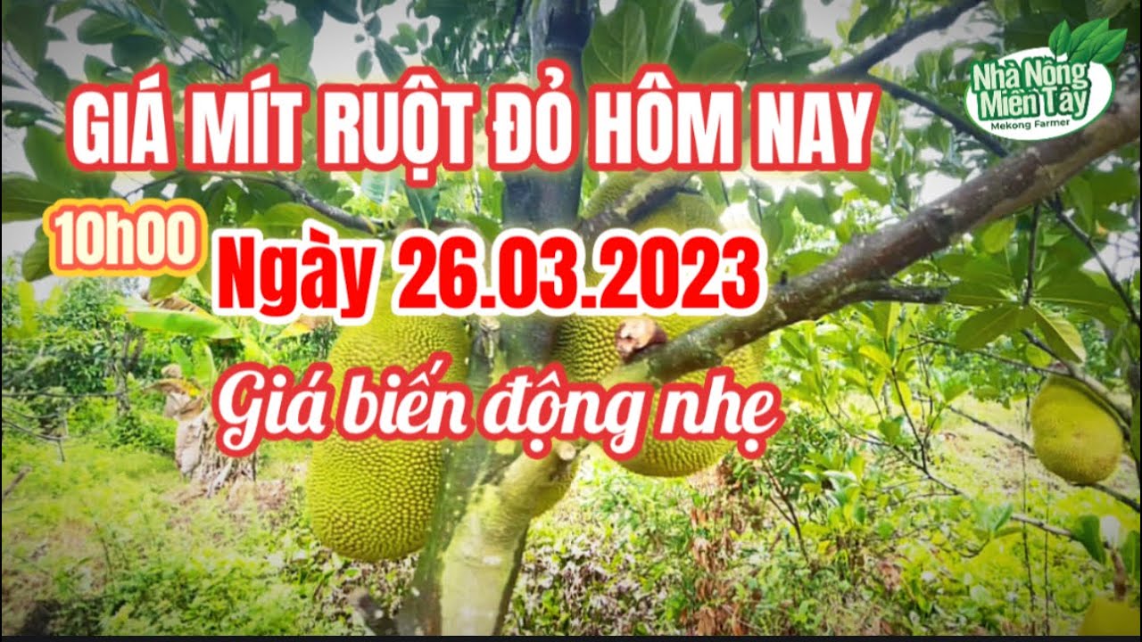 red-fleshed jackfruit prices