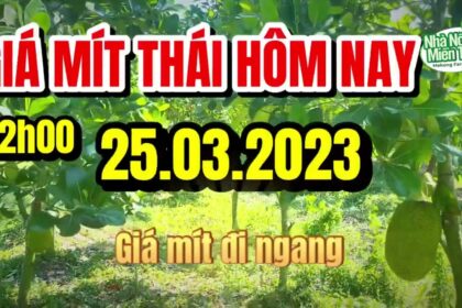 Thai jackfruit prices today
