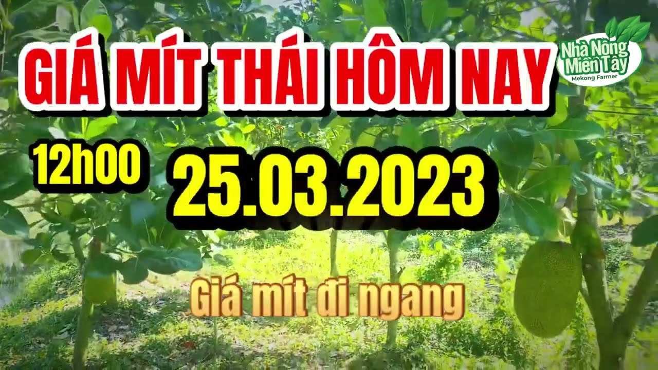Thai jackfruit prices today