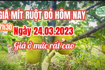red-fleshed jackfruit prices