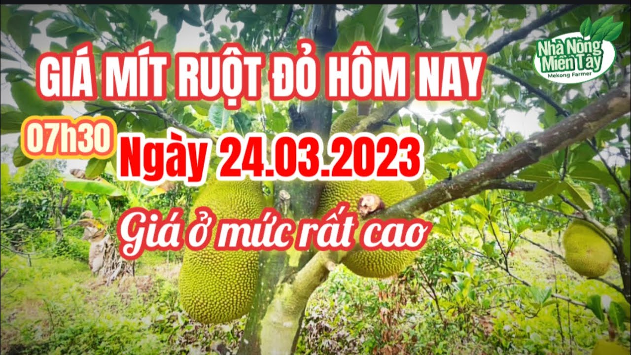 red-fleshed jackfruit prices