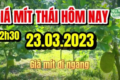 Thai jackfruit prices today