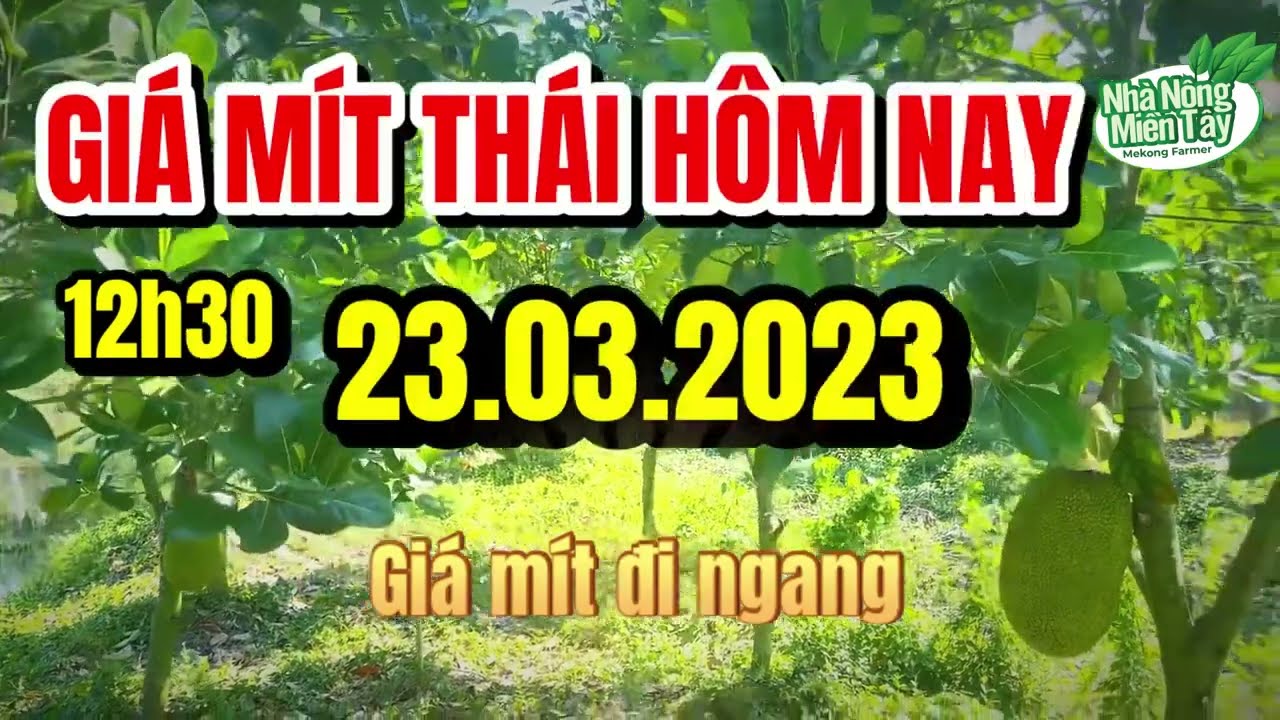 Thai jackfruit prices today