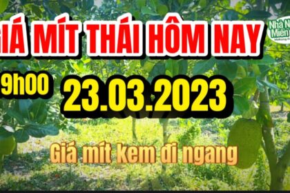 Thai jackfruit prices today