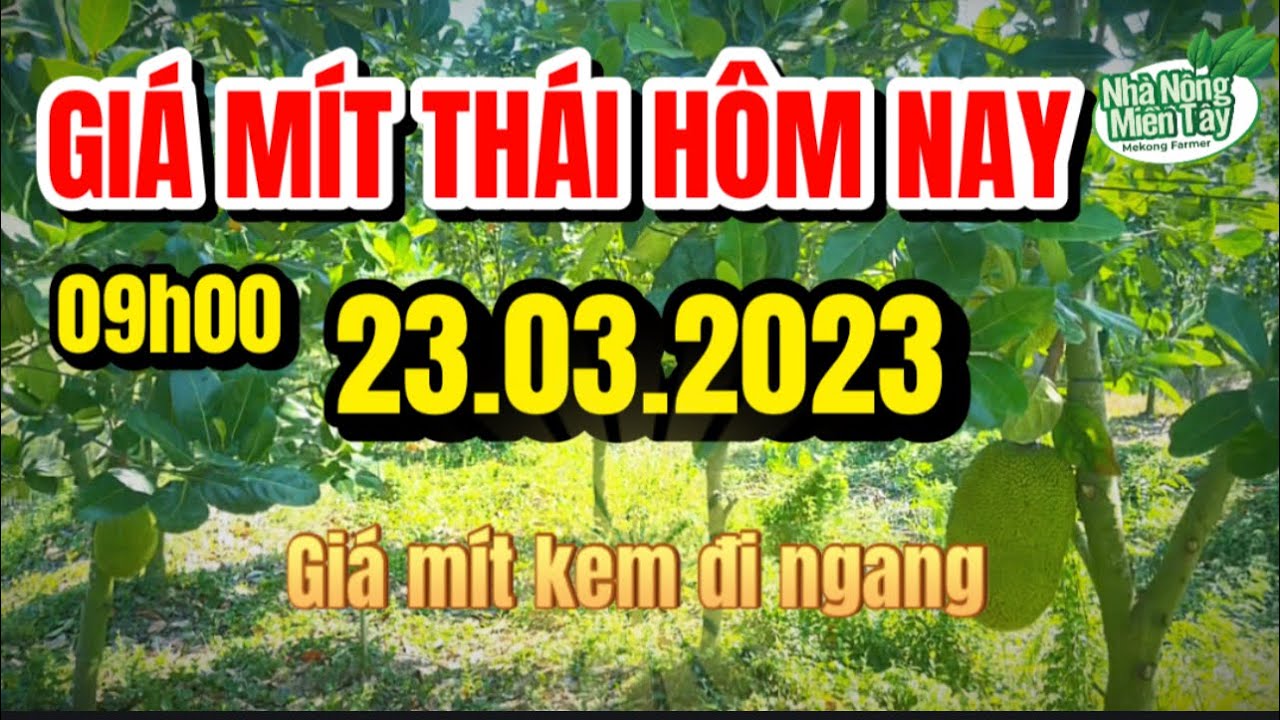 Thai jackfruit prices today