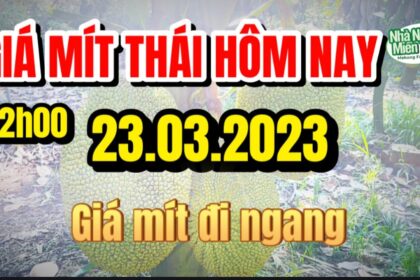 Thai jackfruit prices today