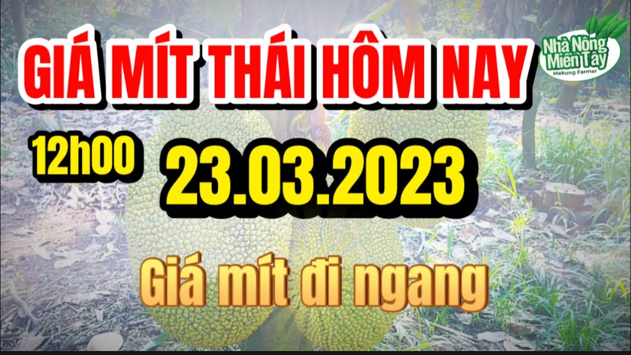 Thai jackfruit prices today