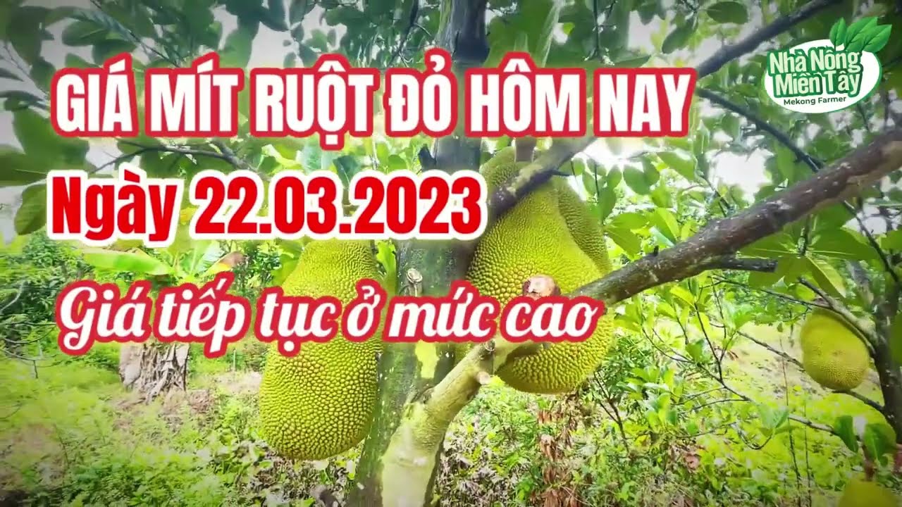 red-fleshed jackfruit prices