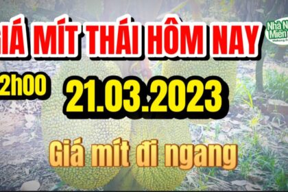 Thai jackfruit prices today