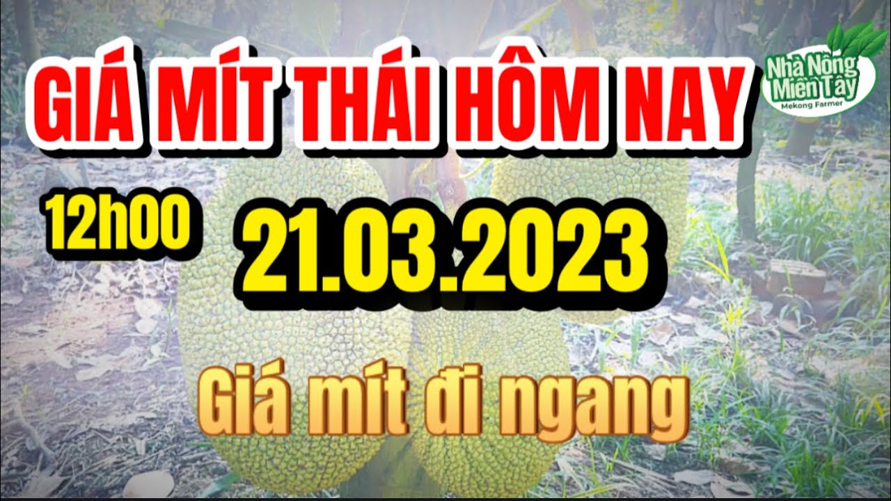 Thai jackfruit prices today