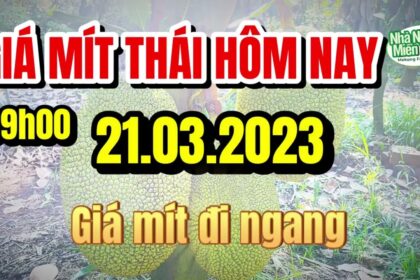 Thai jackfruit prices today