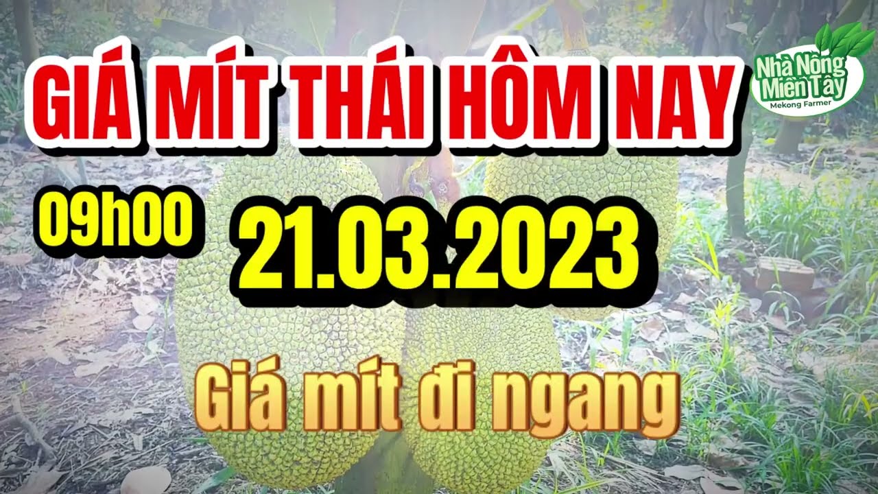 Thai jackfruit prices today