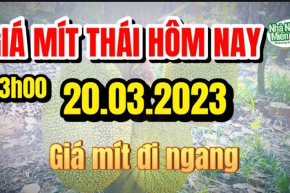 Thai jackfruit prices today