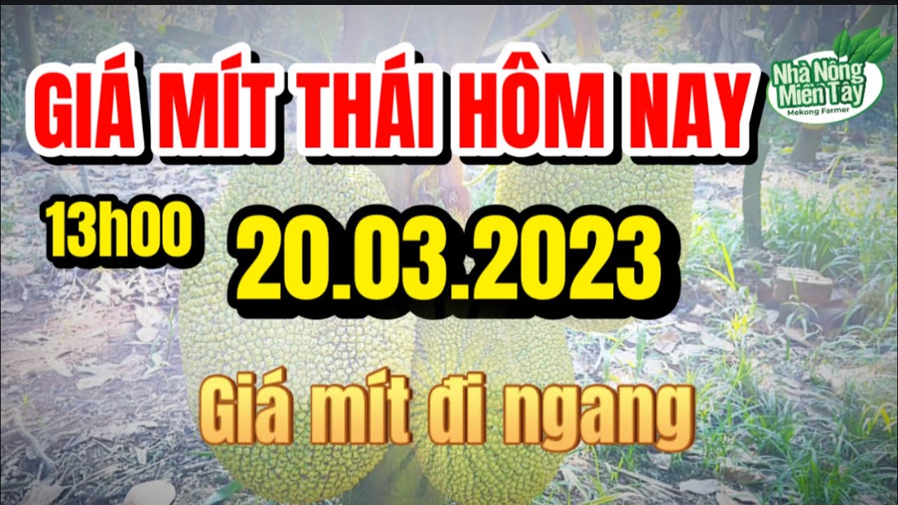 Thai jackfruit prices today
