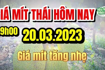 Thai jackfruit prices today