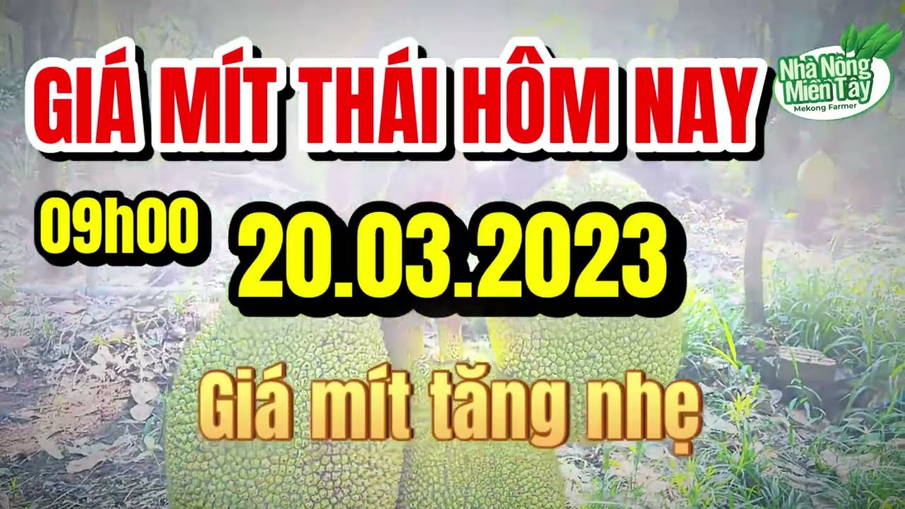 Thai jackfruit prices today