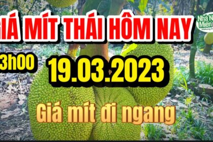 Thai jackfruit prices today