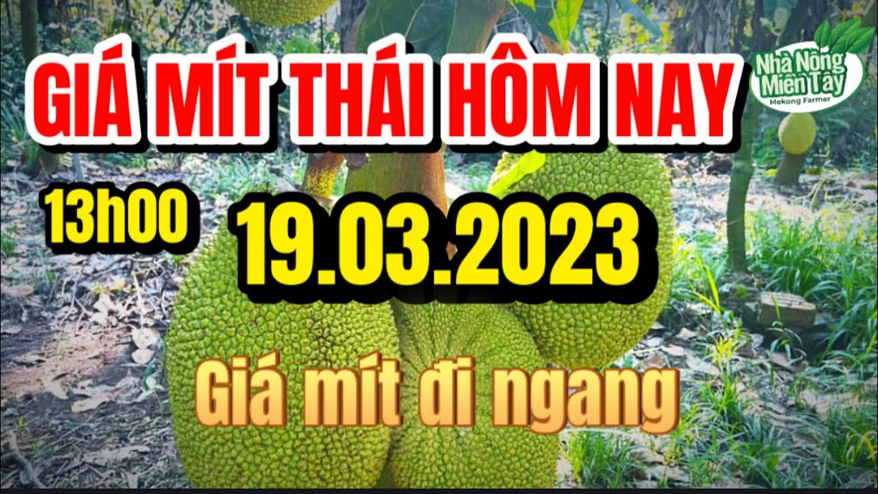 Thai jackfruit prices today