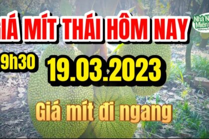 Thai jackfruit prices today