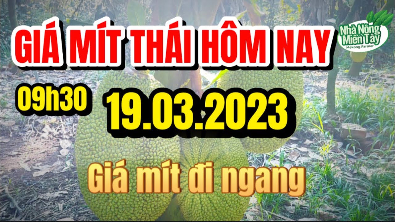 Thai jackfruit prices today