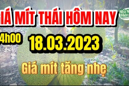 Thai jackfruit prices today