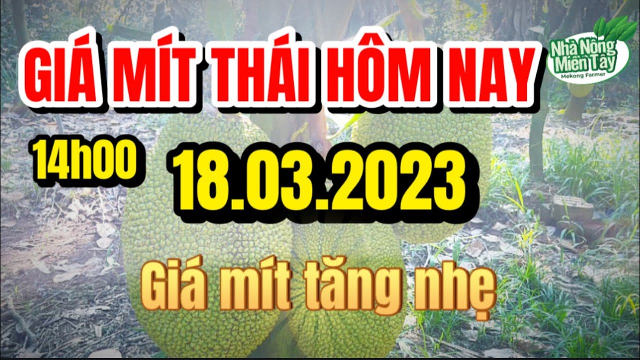 Thai jackfruit prices today