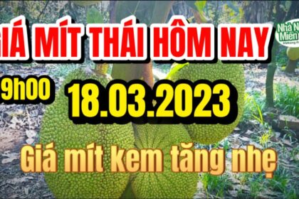 Thai jackfruit prices today