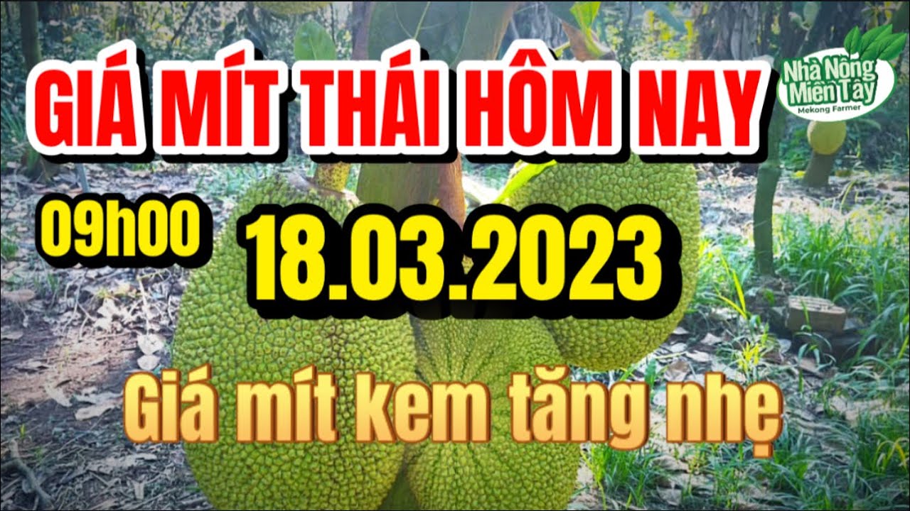 Thai jackfruit prices today
