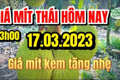 Thai jackfruit prices today
