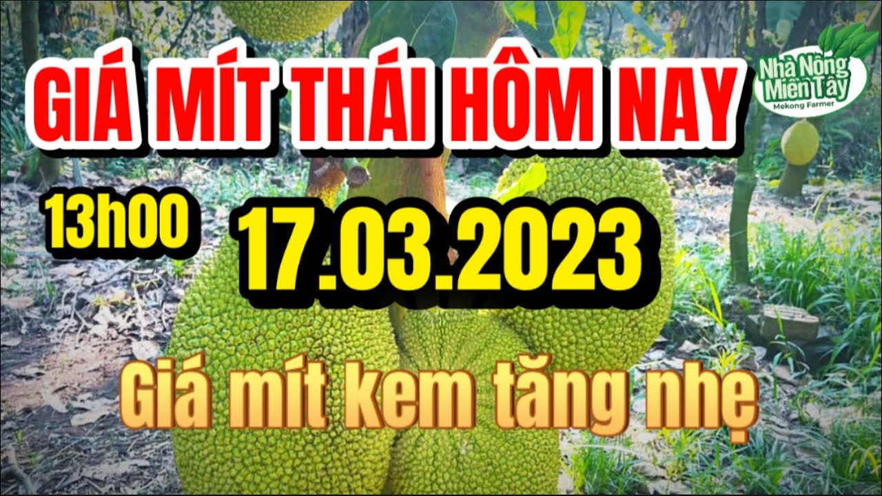 Thai jackfruit prices today