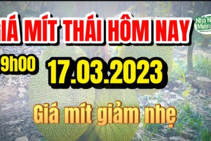 Thai jackfruit prices today