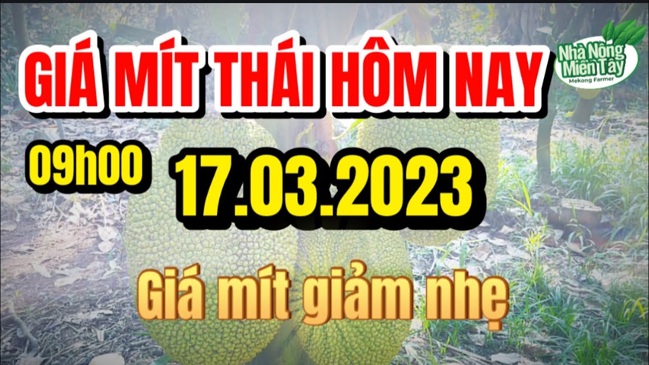 Thai jackfruit prices today
