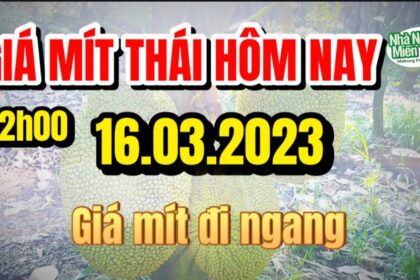 Thai jackfruit prices today