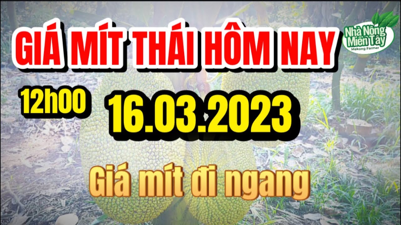 Thai jackfruit prices today