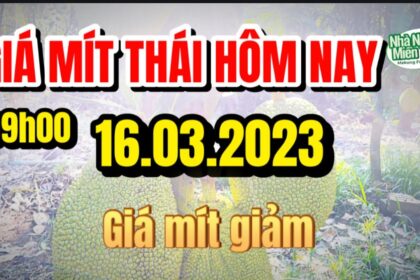 Thai jackfruit prices today