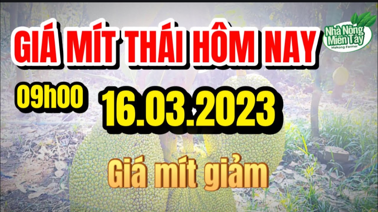 Thai jackfruit prices today
