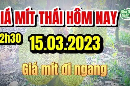 Thai jackfruit prices today