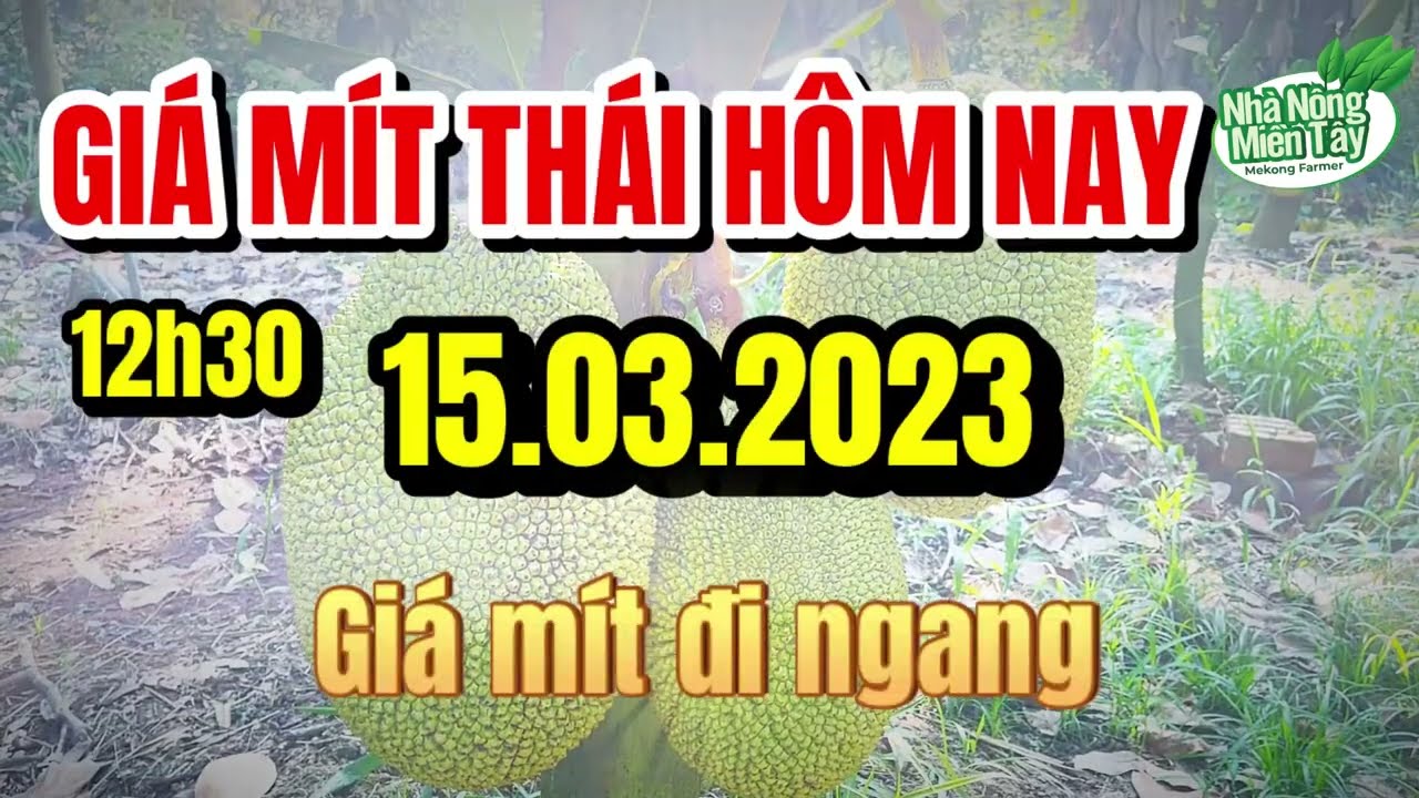 Thai jackfruit prices today