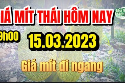 Thai jackfruit prices today