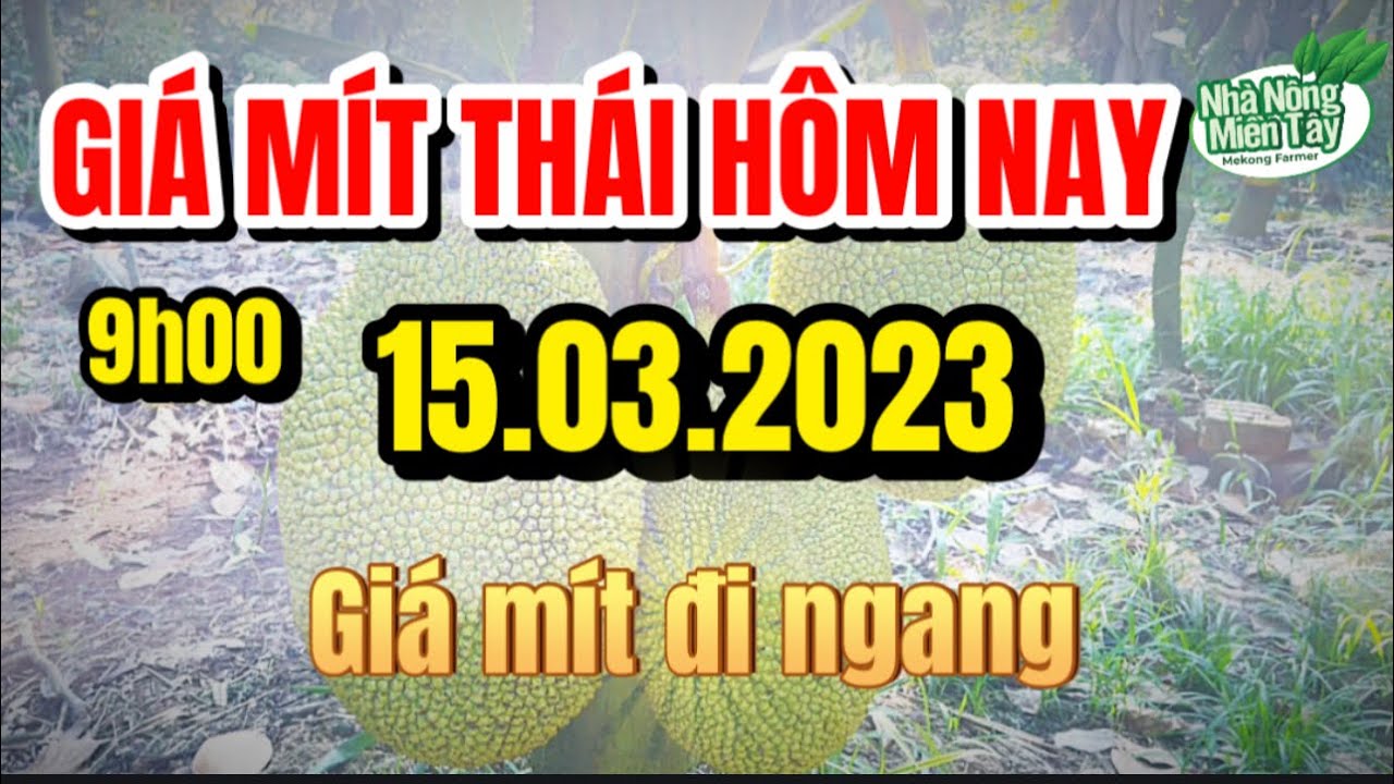 Thai jackfruit prices today