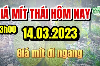 Thai jackfruit prices today