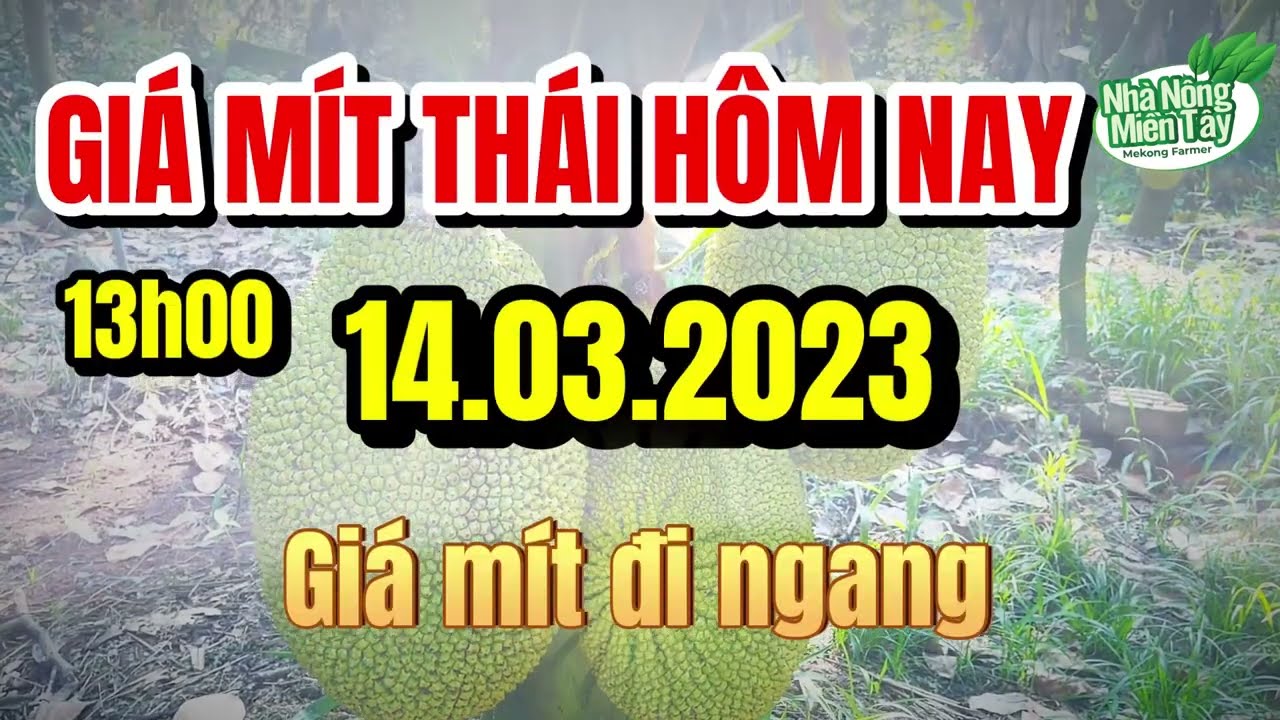 Thai jackfruit prices today