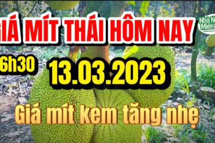 Thai jackfruit prices today
