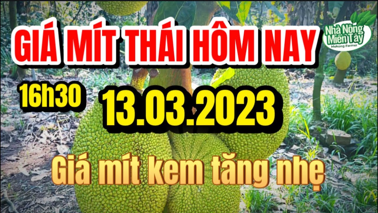 Thai jackfruit prices today